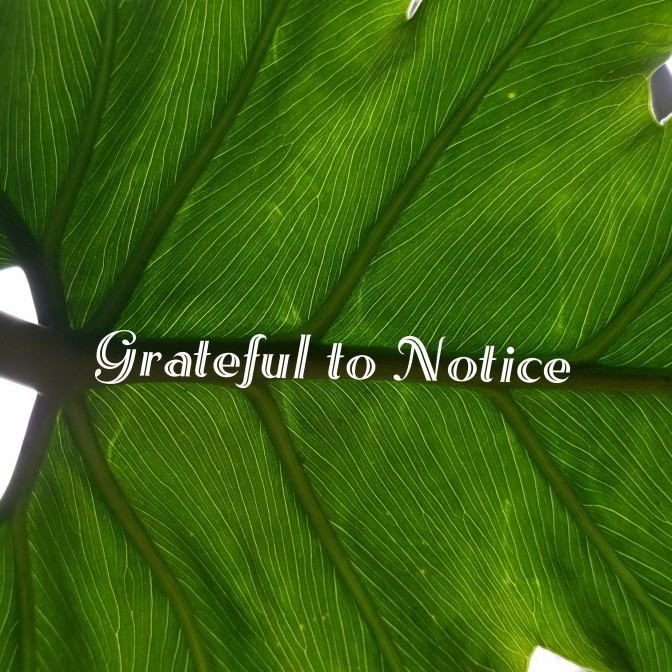 Grateful to Notice