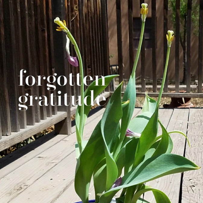 Forgotten Gratitude