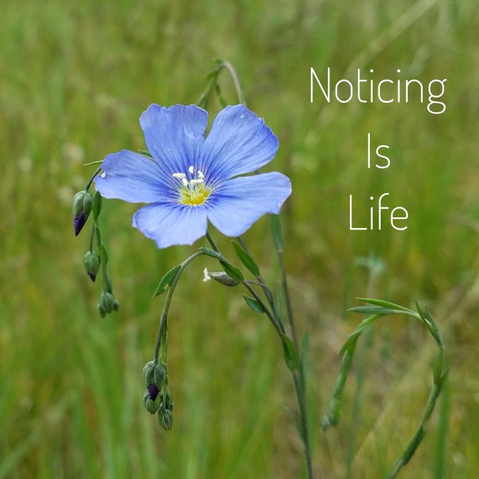 Noticing Is Life